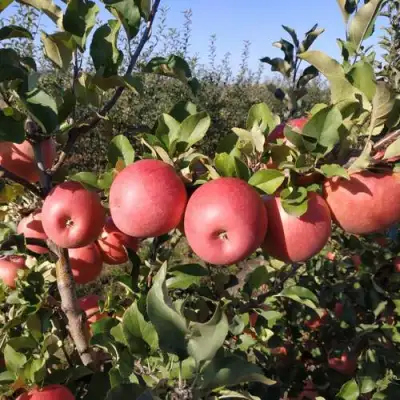 Яблоня ЧЕМПИОН РЕНО в Речице