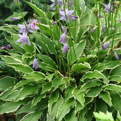 Хоста СТИЛЕТТО гибридная в Речице