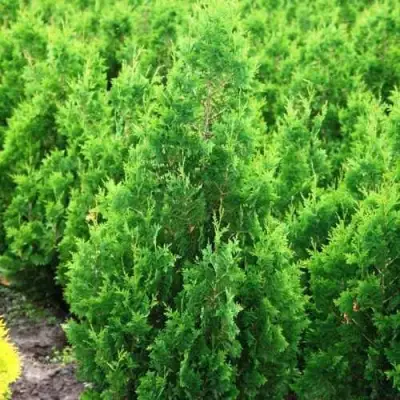 Туя СПИРАЛИС западная в Речице