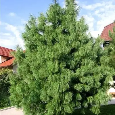 Сосна гриффита в Речице