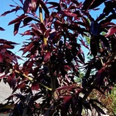 Персик БУРГУНДИ краснолистный в Речице