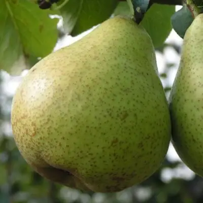 Груша ПЛАТОНОВСКАЯ в Речице