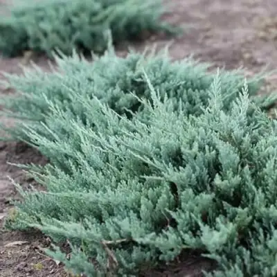 Можжевельник БЛЮ ЧИП горизонтальный  в Речице