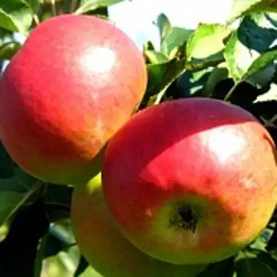 Яблоня СОКОЛОВСКОЕ стелющаяся в Речице