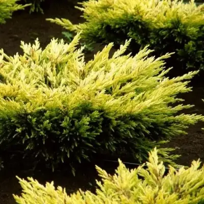 Можжевельник ЛАЙМ ГЛОУ горизонтальный  в Речице