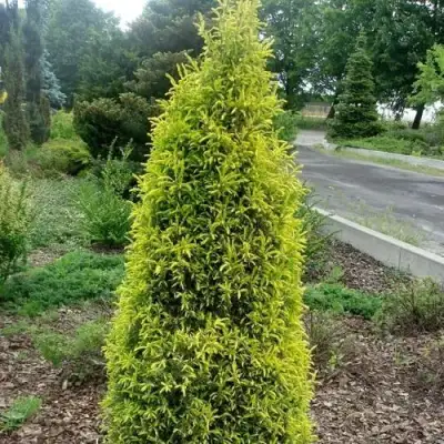 Можжевельник ГОЛД КОН обыкновенный в Речице