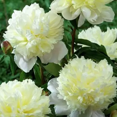 Пион ЛАУРА ДЕСЕРТ травянистый в Речице