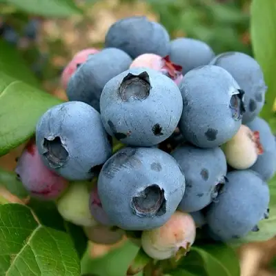 Голубика КОЛЛИНЗ в Речице