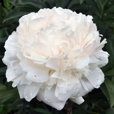 Пион БРАЗЕР ЧАК травянистый в Речице