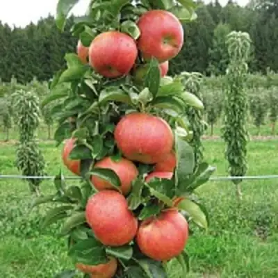 Яблоня ЯНТАРНОЕ ОЖЕРЕЛЬЕ колонновидная в Речице