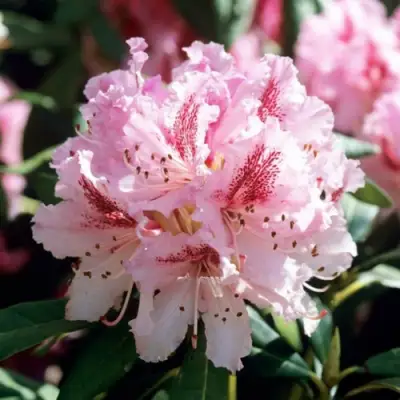 Рододендрон ЧИР в Речице