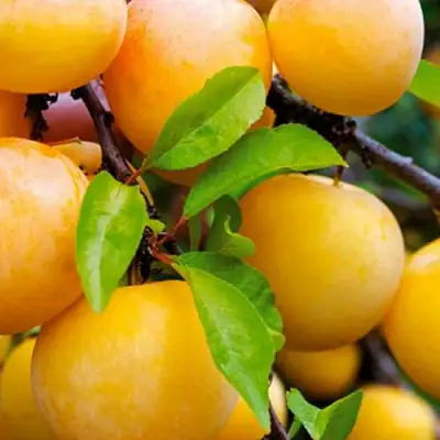 Слива МЕДОВАЯ ЖЁЛТАЯ в Речице