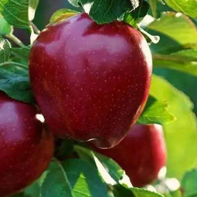 Яблоня РЕД ЧИФ в Речице