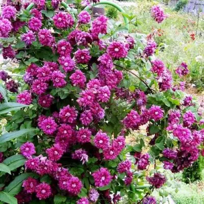 Клематис ПУРПУРЕА ПЛЕНА ЭЛЕГАНС в Речице