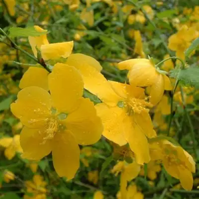 Керрия японская ГОЛДЕН ГИНЕЯ в Речице