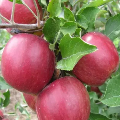 Яблоня МОСКОВСКОЕ ОЖЕРЕЛЬЕ колонновидная в Речице