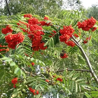 Рябина САХАРНАЯ ПЕТРОВА сладкоплодная в Речице