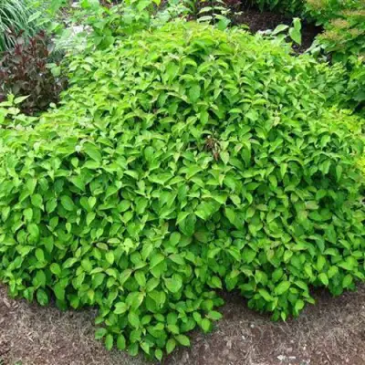 Дерен КЕЛСЕИ шелковистый  в Речице