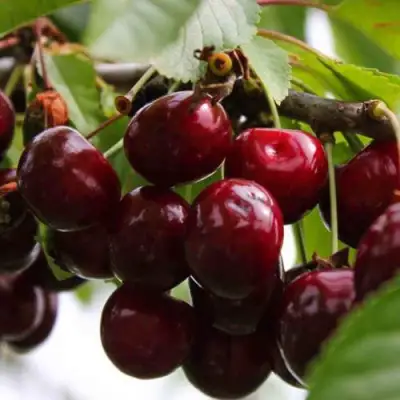 Вишня НОВОДВОРСКАЯ в Речице