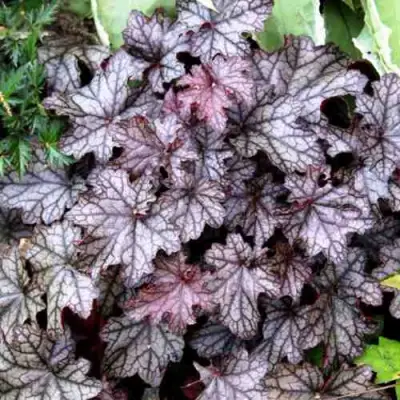 Гейхера ШУГА ФРОСТИНГ в Речице