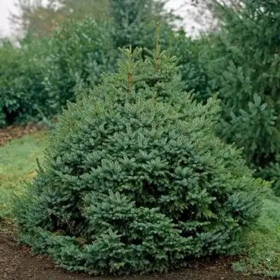 Ель НАНА сербская в Речице