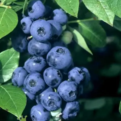 Голубика НОРТ КАНТРИ в Речице