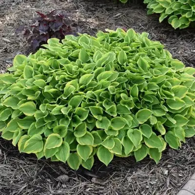 Хоста ГОЛДЕН ТИАРА в Речице