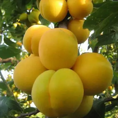 Слива ЛОДВА в Речице