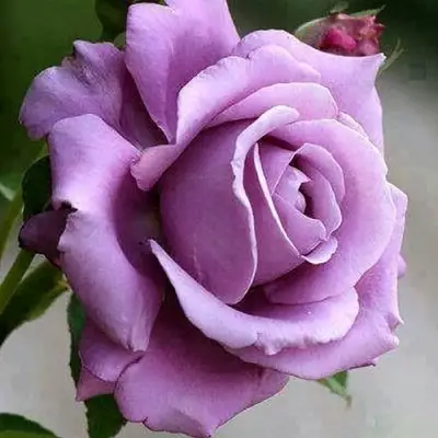 Роза МАЙЗЕР чайно-гибридная в Речице