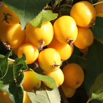 Яблоня ГОЛДЕН ХОРНЕТ декоративная в Речице