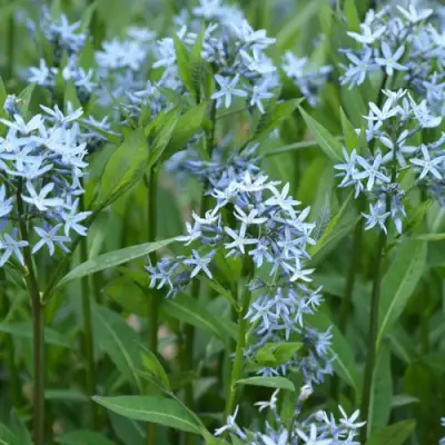 Амсония иволистная в Речице