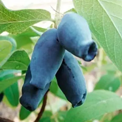 Жимолость съедобная АМФОРА в Речице