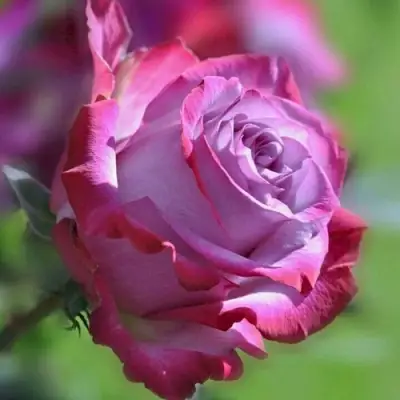 Роза ДИП ВОТЕР чайно-гибридная в Речице