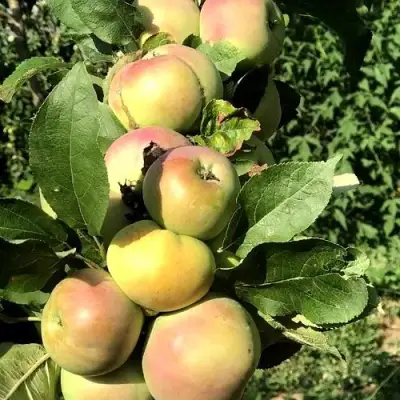 Яблоня ПРИОКСКОЕ колонновидная в Речице