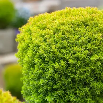 Туя АННИЕК западная в Речице