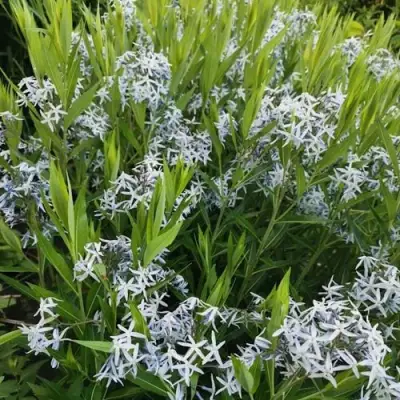 Амсония иволистная в Речице