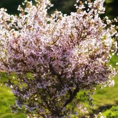 Сакура КОЙО НО МАЙ в Речице