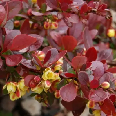 Барбарис КАРМЕН тунберга в Речице