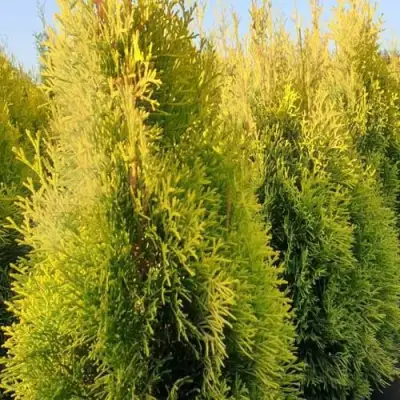 Туя ГОЛДЕН СМАРАГД западная в Речице
