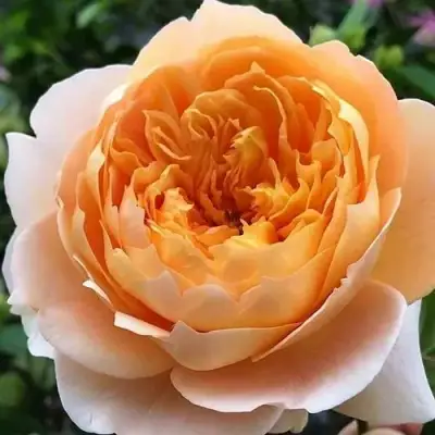 саженцы розы Эффи