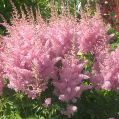 Астильба ЭДЕНС ОДИССЕЙ Арендса в Речице