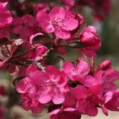 Яблоня РЕД КЕТТИ в Речице