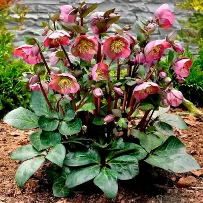 Морозник ВОСТОЧНЫЙ в Речице