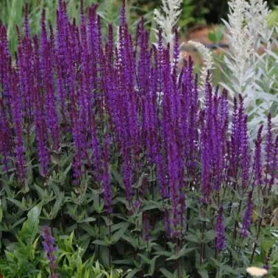 Шалфей КАРАДОНА в Речице