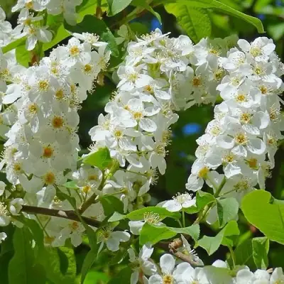 Черемуха ЧАЙКА в Речице