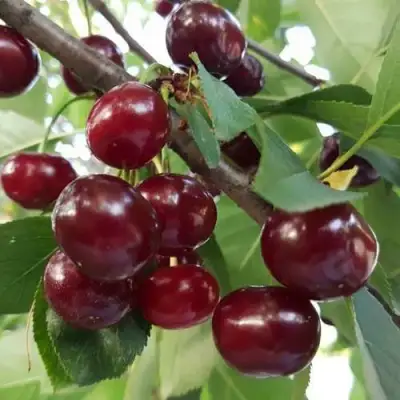 Дюк СЛАВЯНКА в Речице