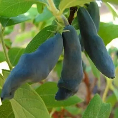 Жимолость съедобная НИМФА (ГАММА) в Речице