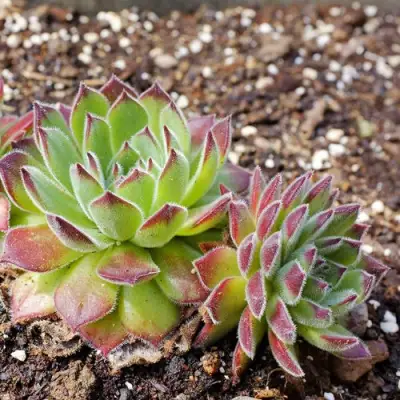 Молодило РУССКОЕ в Речице