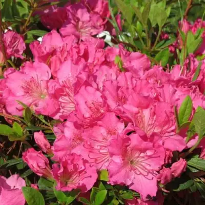 Азалия КИРСТИН японская в Речице