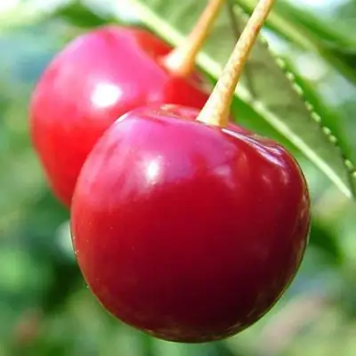 Вишня ЗАРАНКА в Речице